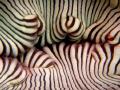   centre anemone...shot compact camera wih natural light... anemoneshot anemone shot light  